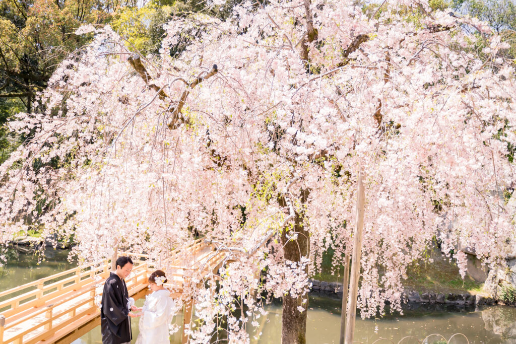 岡山・倉敷前撮りフォトウェディングカメラマン宗村和磨NEMURA FILMS岡山後楽園や倉敷美観地区や吉備津神社での河津桜と撮影する結婚式写真ブライダルフォト開花から16日後倉敷美観地区2