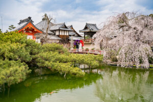 岡山の前撮りフォトウェディングに役立つ最新情報桜の開花予想